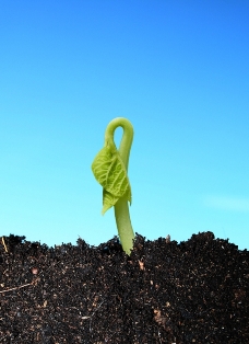 sprouting_seedling